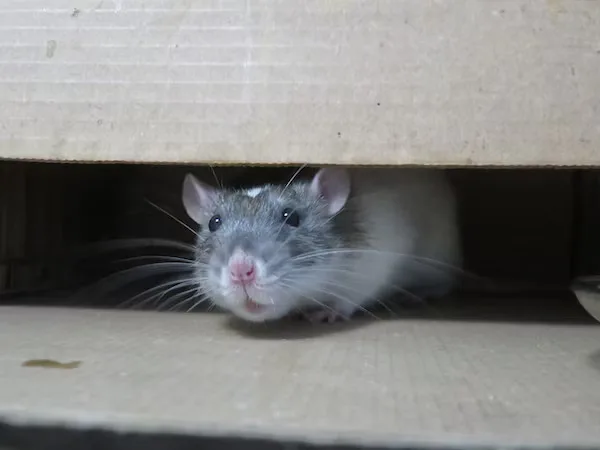 Inspector performing pest-related building inspection